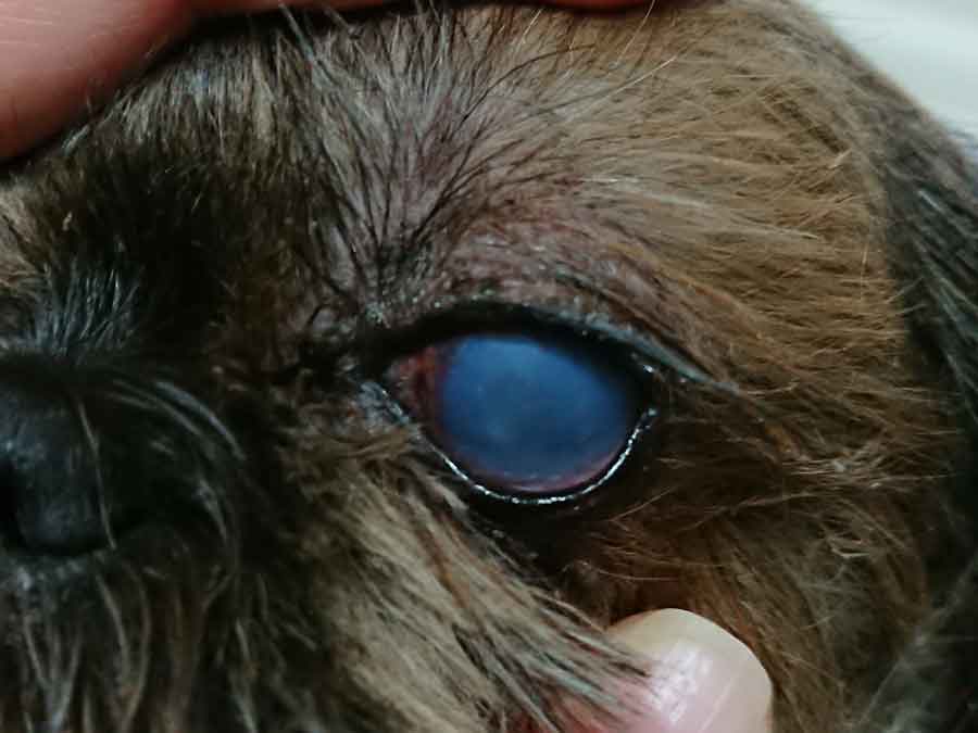 犬の角膜傷に わんこ用コンタクトレンズ装着 横須賀 三浦の動物病院 ノアどうぶつ病院